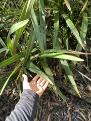 Dianella tasmanica
