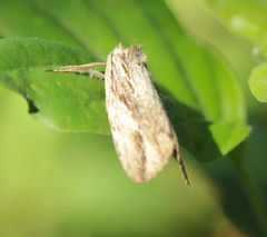 Etanna breviuscula