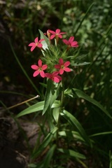 Collomia biflora