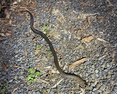 Cacophis squamulosus