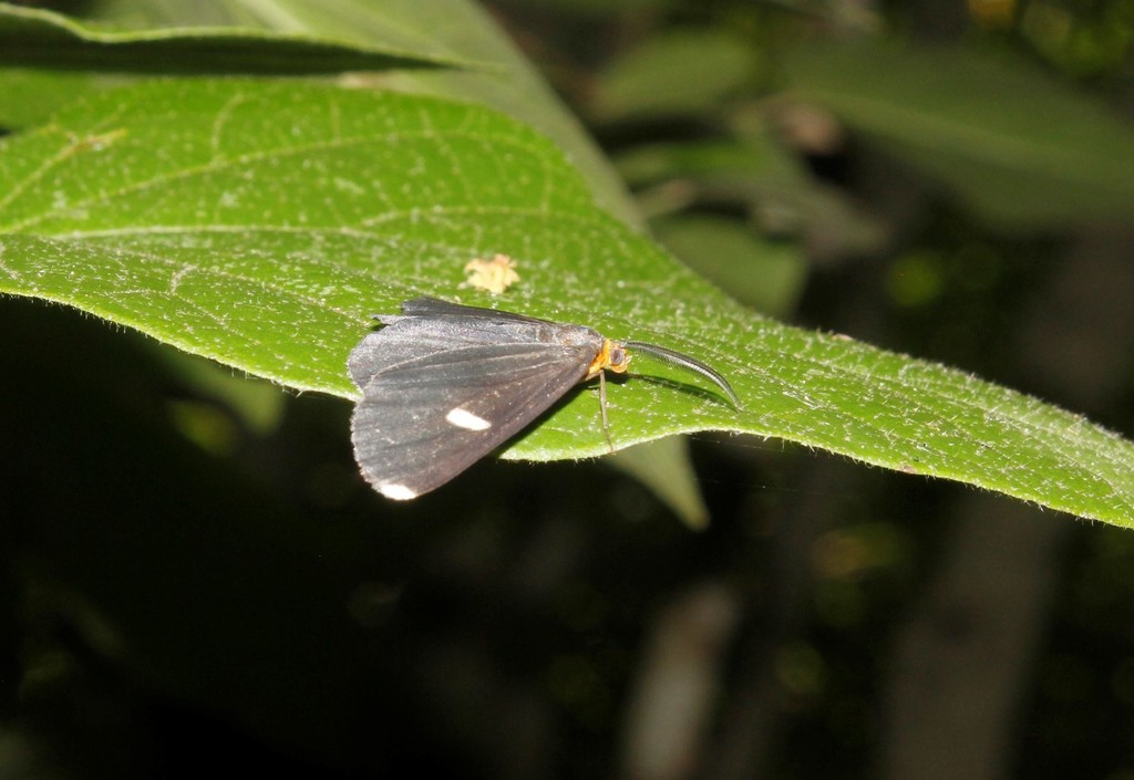 Melanchroia vazquezae