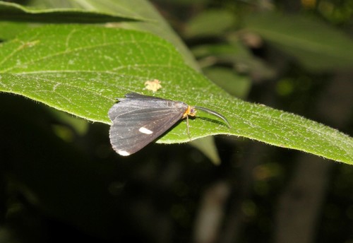 Melanchroia vazquezae