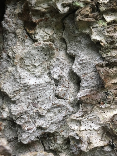 Representative image of Inoderma