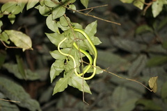 Ahaetulla farnsworthi