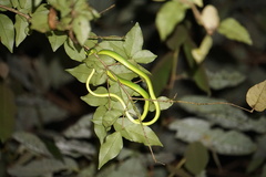 Ahaetulla farnsworthi