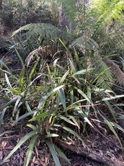 Dianella tasmanica