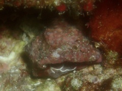 Columbella mercatoria