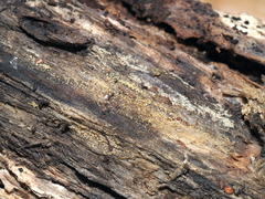 Arachnopeziza trabinelloides