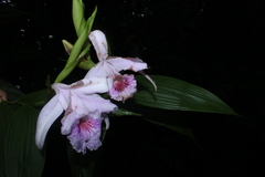 Sobralia