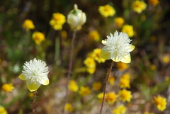 Platystemon californicus
