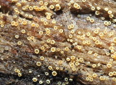 Arachnopeziza trabinelloides