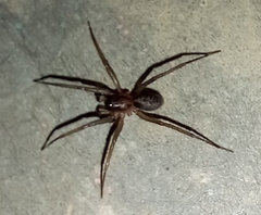 Xeropigo