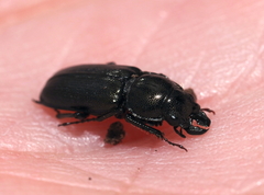 Platycerus quercus