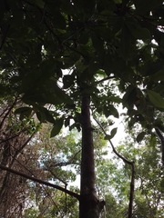 Pouteria campechiana