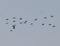 Plegadis falcinellus