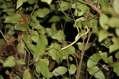 Ahaetulla farnsworthi