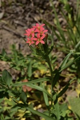 Collomia biflora