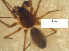 Laetesia trispathulata