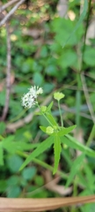 Hydrocotyle geraniifolia