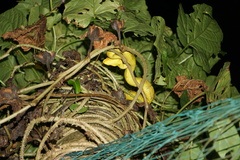 Craspedocephalus malabaricus