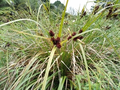 Cyperus ustulatus