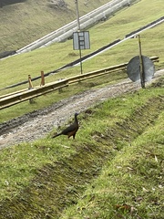 Chamaepetes goudotii