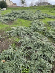 Cynara cardunculus