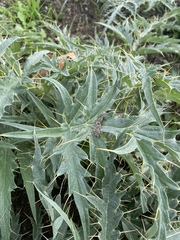 Cynara cardunculus