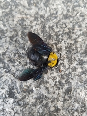 Xylocopa aestuans