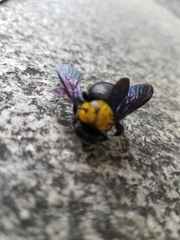Xylocopa aestuans