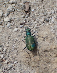 Cicindela depressula
