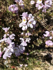 Euphrasia collina