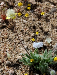 Platystemon californicus