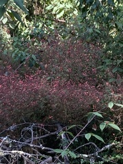 Lopezia racemosa