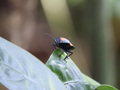 Brachystethus rubromaculatus