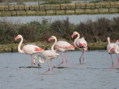 Phoenicopterus roseus