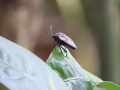 Brachystethus rubromaculatus
