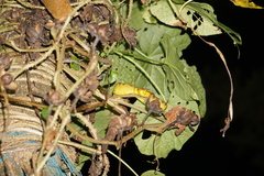 Craspedocephalus malabaricus