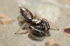 Metaphidippus siticulosus