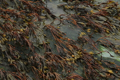 Fucus spiralis