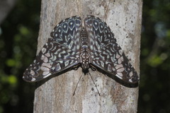 Hamadryas amphinome mazai