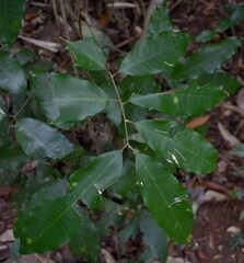 Mischocarpus anodontus