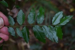 Ventilago ecorollata