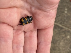 Nicrophorus interruptus