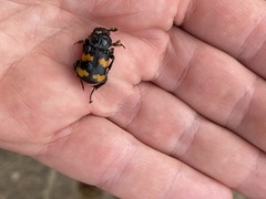 Nicrophorus interruptus