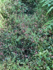 Lopezia racemosa