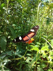 Heliconius doris