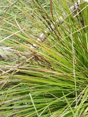 Carex virgata