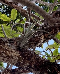 Tillandsia paucifolia