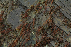 Fucus spiralis